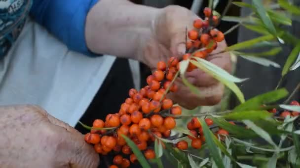 Elderly Man Collects Sea Buckthorn Berry His Hands Jar — Stock Video