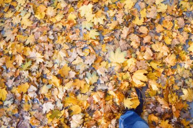 Sarı bir sonbahar akçaağaç yaprağı yığınının içinde çizme giymiş bacakları yerde.