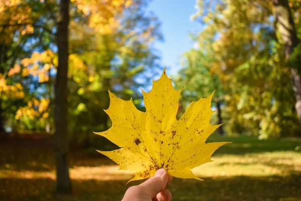 Elleri sonbaharda bulanık arkaplan ile ormanda sarı akçaağaç yaprağı tutuyor.