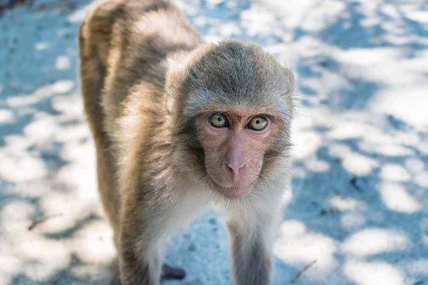 Μια μαϊμού με μεγάλα μάτια και τρίχες στο πρόσωπο κοιτάζει στην κάμερα κάτω από τον ήλιο. — Φωτογραφία Αρχείου