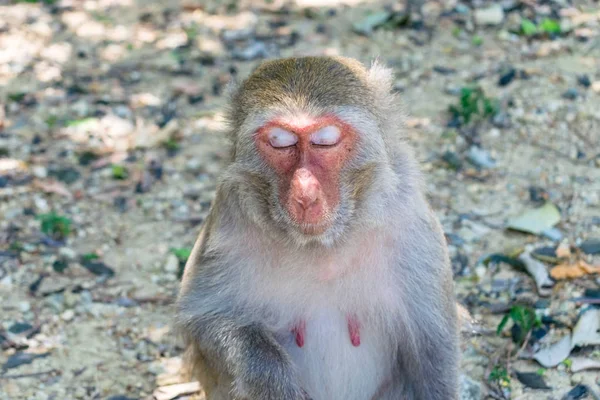 Старая обезьяна с закрытыми глазами с солнечными лучами на лице — стоковое фото