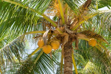 Ripe brown coconuts on a palm tree with yellow leaves in the tropics