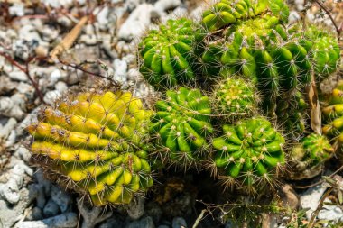 Group of round cactus with sharp long spikes in the tropics