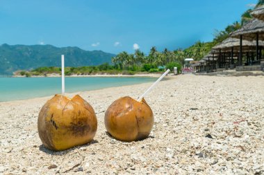 A pair of ripe coconuts with drinking straws on sand at beach in the tropics on vacation