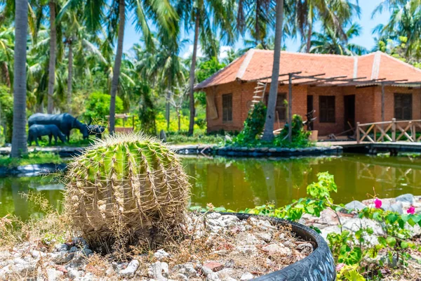 Green round cactus with sharp long spikes in the tropics with temple in Asia