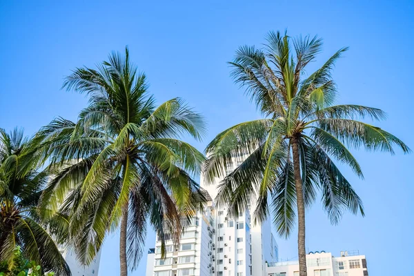 Duas palmeiras no fundo de hotéis em um resort nos trópicos — Fotografia de Stock