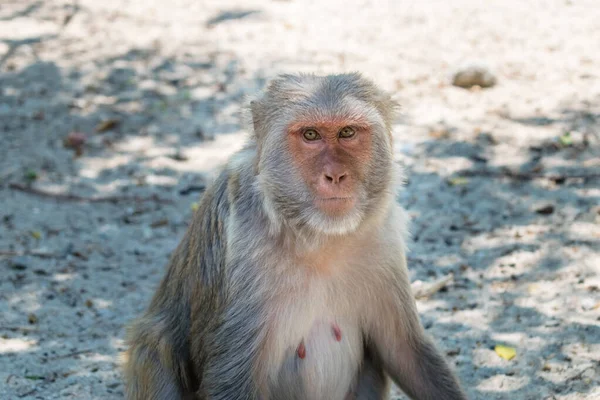 Стара Мавпа Великими Очима Зморшками Сидить Землі Зоопарку — стокове фото