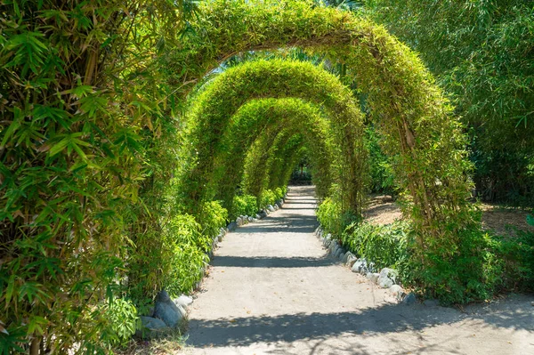 Tropik bölgelerde güneş ışığı altında parktaki kemer şeklinde yeşil bitki tüneli.