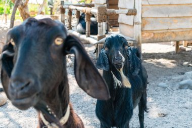 Hayvanat bahçesinde gözleri açık kameraya bakan bir koyun.