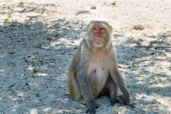 Стара Мавпа Великими Очима Волоссям Обличчі Сидить Землі Зоопарку — стокове фото