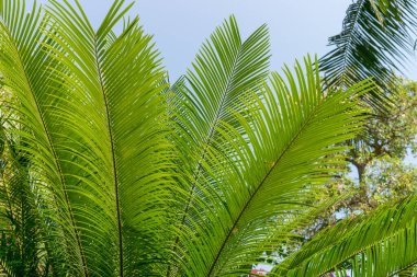 Tropiklerde mavi gökyüzünde uzun yeşil palmiye yaprakları