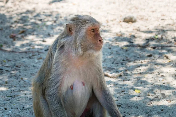 Стара Мавпа Великими Очима Волоссям Обличчі Сидить Землі Зоопарку — стокове фото