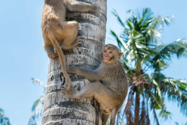 Monos Abrazan Una Palmera Parque Tropical Fotos De Stock Sin Royalties Gratis