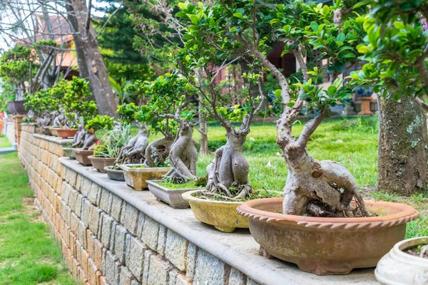 Выставка Миниатюрных Икебановых Деревьев Горшках Каменном Ограждении Парке — стоковое фото