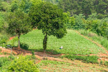 Üçgen şapkalı bir işçi tropiklerde hasat yapıyor..