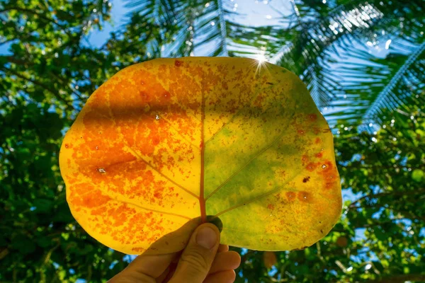 Луч Солнца Большого Оранжевого Листа Тропического Дерева Фоне Пальмовых Листьев — стоковое фото