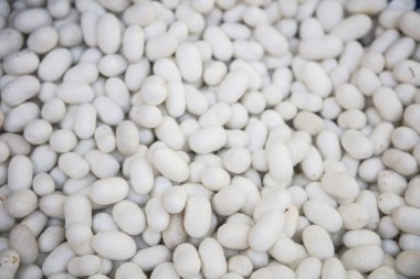 İpek koza, koza ipekböceği (Bombiks Mori).