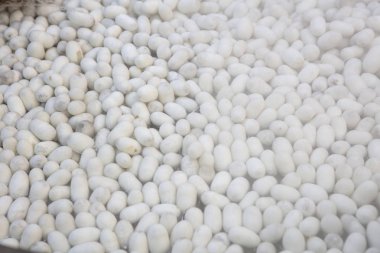 (Bombiks Mori) ipekböceği kozası.