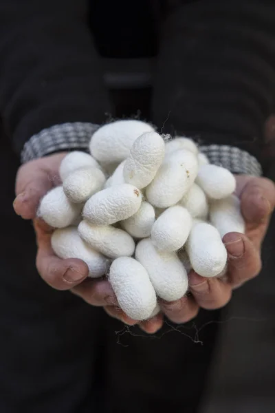 Capullos de seda, capullos de gusano de seda (Bombyx Mori) . — Foto de Stock