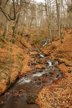 güzel bir şelale orman, sonbahar manzarası.