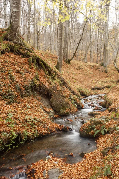 Hermosa cascada en el bosque, paisaje otoñal . —  Fotos de Stock