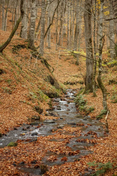 Hermosa cascada en el bosque, paisaje otoñal . —  Fotos de Stock