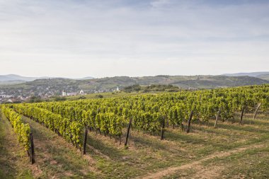 Tokaj, Tokaji Macaristan Sarospatak bölge Hercegkut etrafında bağ