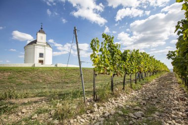 Tokaj, Tokaji Macaristan Sarospatak bölge Hercegkut etrafında bağ