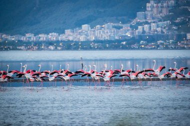 Pembe büyük kuşlar Büyük Flamingolar, Phoenicopterus ruber, suda, İzmir, Türkiye. Flamingolar tüyleri temizliyor. Doğadan vahşi yaşam sahnesi.