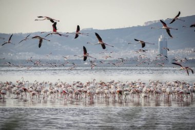 Pembe büyük kuşlar Büyük Flamingolar, Phoenicopterus ruber, suda, İzmir, Türkiye. Flamingolar tüyleri temizliyor. Doğadan vahşi yaşam sahnesi.