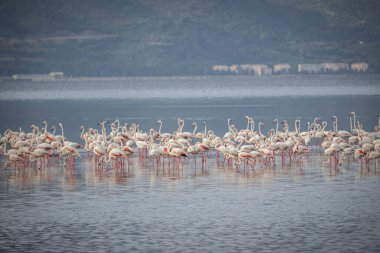Pembe büyük kuşlar Büyük Flamingolar, Phoenicopterus ruber, suda, İzmir, Türkiye. Flamingolar tüyleri temizliyor. Doğadan vahşi yaşam sahnesi.