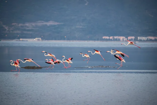 Pájaros Grandes Rosados Flamencos Mayores Phoenicopterus Ruber Agua Izmir Turquía —  Fotos de Stock