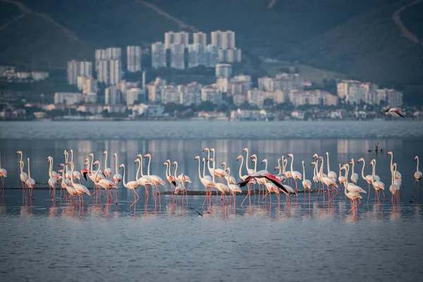 Rosa Stora Fåglar Större Flamingos Phoenicopterus Ruber Vattnet Izmir Turkiet — Stockfoto