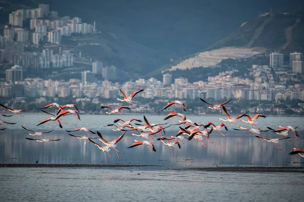 Pembe Büyük Kuşlar Büyük Flamingolar Phoenicopterus Ruber Suda Zmir Türkiye — Stok fotoğraf