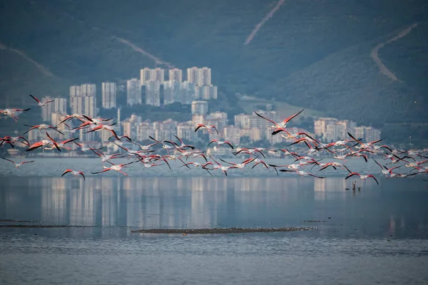 Pembe Büyük Kuşlar Büyük Flamingolar Phoenicopterus Ruber Suda Zmir Türkiye — Stok fotoğraf