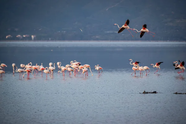 Pink Big Birds Greater Flamingos Phoenicopterus Ruber Water Izmir Turkey — Stock Photo, Image