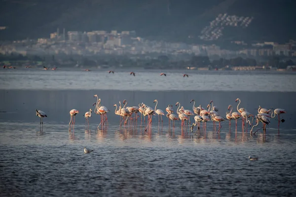 Pembe Büyük Kuşlar Büyük Flamingolar Phoenicopterus Ruber Suda Zmir Türkiye — Stok fotoğraf