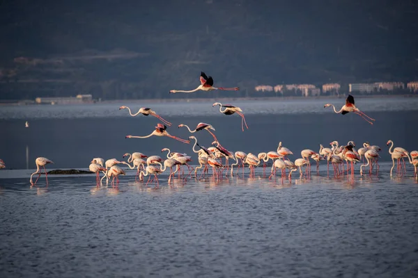 Różowy Duże Ptaki Większe Flamingi Fenicopterus Ruber Wodzie Izmir Turcja — Zdjęcie stockowe