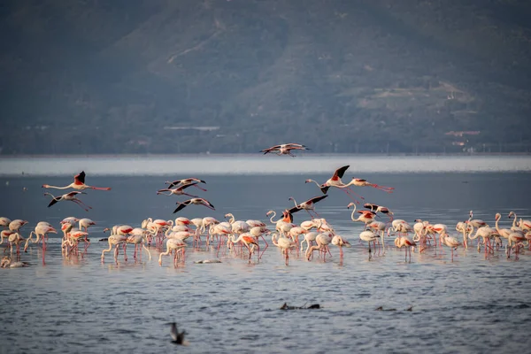 Piccioni Rosa Grandi Fenicotteri Phoenicopterus Ruber Acqua Izmir Turchia Fenicotteri — Foto Stock