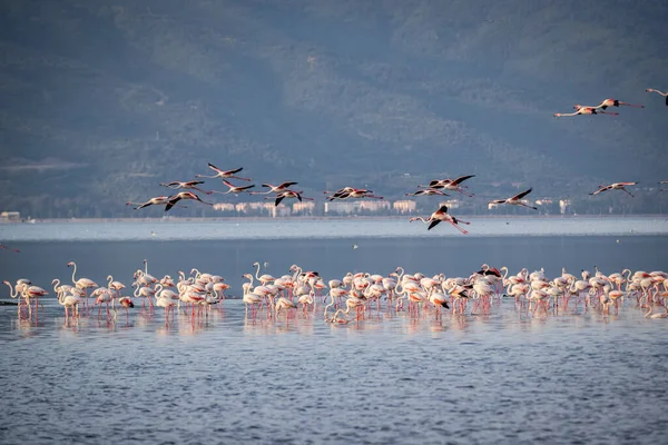 Pink Big Birds Greater Flamingos Phoenicopterus Ruber Water Izmir Turkey — Stock Photo, Image