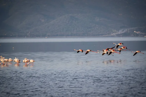 Różowy Duże Ptaki Większe Flamingi Fenicopterus Ruber Wodzie Izmir Turcja — Zdjęcie stockowe