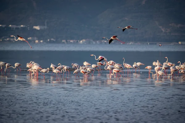 Rosa Stora Fåglar Större Flamingos Phoenicopterus Ruber Vattnet Izmir Turkiet — Stockfoto