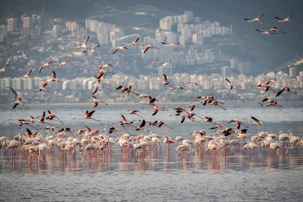 Pink big birds Greater Flamingos, Phoenicopterus ruber, in the water, izmir, Turkey. Flamingos cleaning feathers. Wildlife animal scene from nature.