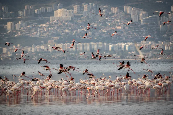 Rosa Stora Fåglar Större Flamingos Phoenicopterus Ruber Vattnet Izmir Turkiet — Stockfoto