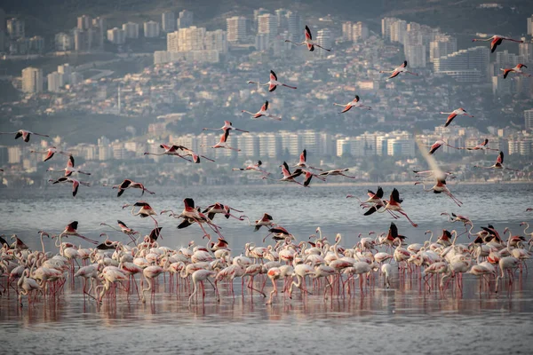 Pembe Büyük Kuşlar Büyük Flamingolar Phoenicopterus Ruber Suda Zmir Türkiye — Stok fotoğraf