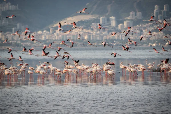 Pembe Büyük Kuşlar Büyük Flamingolar Phoenicopterus Ruber Suda Zmir Türkiye — Stok fotoğraf