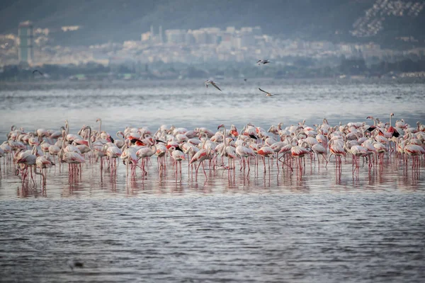 Pink Big Birds Greater Flamingos Phoenicopterus Ruber Water Izmir Turkey — Stock Photo, Image