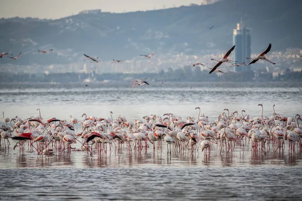 Pink Big Birds Greater Flamingos Phoenicopterus Ruber Water Izmir Turkey — Stock Photo, Image