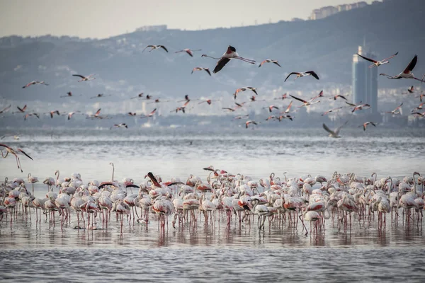 Różowy Duże Ptaki Większe Flamingi Fenicopterus Ruber Wodzie Izmir Turcja — Zdjęcie stockowe