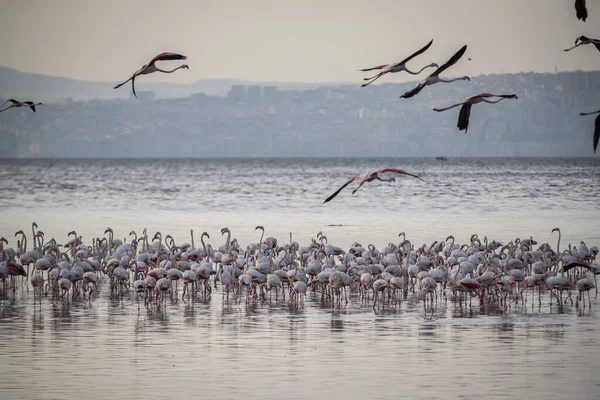 Pink Big Birds Greater Flamingos Phoenicopterus Ruber Water Izmir Turkey — Stock Photo, Image